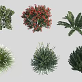 Different Shrubs Types Featuring Various Shapes Colorful Blooms and Green Foliage