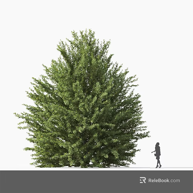 Tall Arbor With Lush Green Foliage And Person Standing Beside It 3d model 