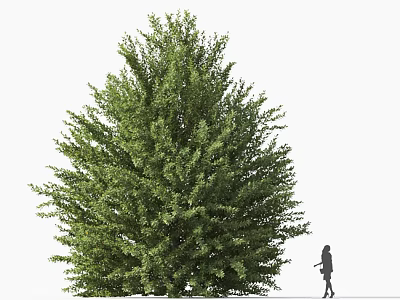 Tall Arbor With Lush Green Foliage And Person Standing Beside It 3d model