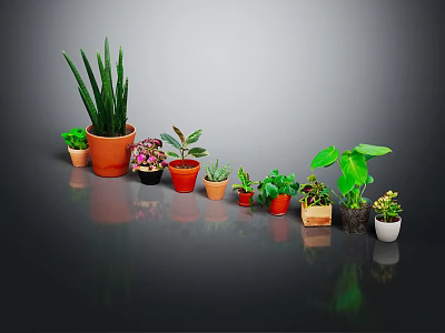 Various Types of Potted Houseplants in Colorful Pots on Black Surface with Gray Background 3d model