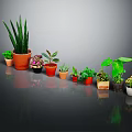 Various Types of Potted Houseplants in Colorful Pots on Black Surface with Gray Background