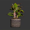 Vibrant Indoor Houseplant With Green Leaves Red Edges In Woven Textured Pot