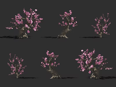 Six Trees With Pink Blossoms And Varied Trunk Shapes On Dark Background 3d model
