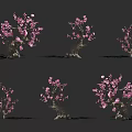 Six Trees With Pink Blossoms And Varied Trunk Shapes On Dark Background