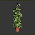 Green Leafy Indoor Houseplant In Orange Pot With Lush Foliage