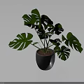Monstera Plant With Large Green Split Leaves In Gray Concrete Pot For Indoor Decoration