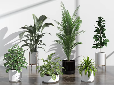 Lush and Diverse Indoor Potted Plants in Modern Planters for Home Decoration 3d model