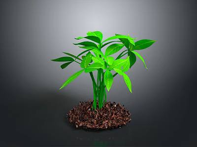Green Leafy Plant Growing in Brown Mulch Against Gray Background 3d model
