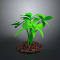 Green Leafy Plant Growing in Brown Mulch Against Gray Background