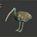 Realistic Brown Bird with Long Beak in Standing Posture on Dark Background 3d model