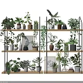 Bonsai and Potted Plants Arranged on Wooden Shelves with Green Vines Frames and Decorative Pots