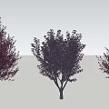 Three Ornamental Arbor Varieties With Red Purple Foliage And Unique Shapes