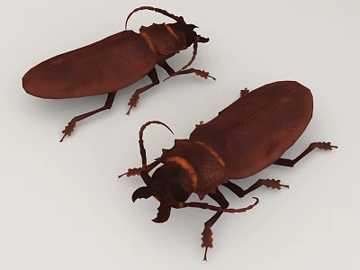 Two Brown Beetles With Long Antennae On White Background 3d model