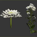 White Flowers Plant With Large Single Bloom And Multiple Small Blossoms Green Leaves