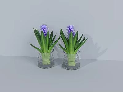 Two Glass Vases With Purple Hyacinth Flowers And Green Leaves On Light Gray Background 3d model