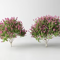 Two Ornamental Arbor Trees with Lush Green Leaves and Pink Flowers