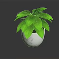 Lush Green Plant with Healthy Green Leaves in White Ceramic Pot for Indoor Home Decoration