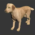 Yellow Labrador Retriever Standing on Black Background with Shiny Reflection Surface 3d model