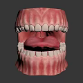 Dental Oral Structure Model With White Teeth Pink Gums And Red Tongue