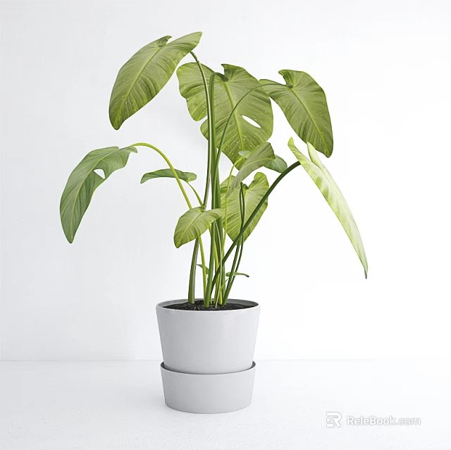 Lush Green Leaf Potted Plant in White Ceramic Pot Placed on Clean White Surface Indoors 3d model 