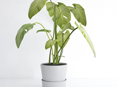 Lush Green Leaf Potted Plant in White Ceramic Pot Placed on Clean White Surface Indoors 3d model