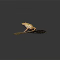 Yellow and Green Spotted Frog Perched on Rough Textured Rock Surface 3d model