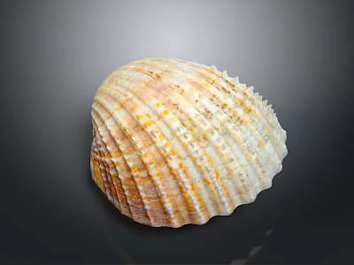 Clam Shell With Orange White Stripes And Textured Surface On Dark Background 3d model