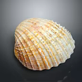 Clam Shell With Orange White Stripes And Textured Surface On Dark Background 3d model