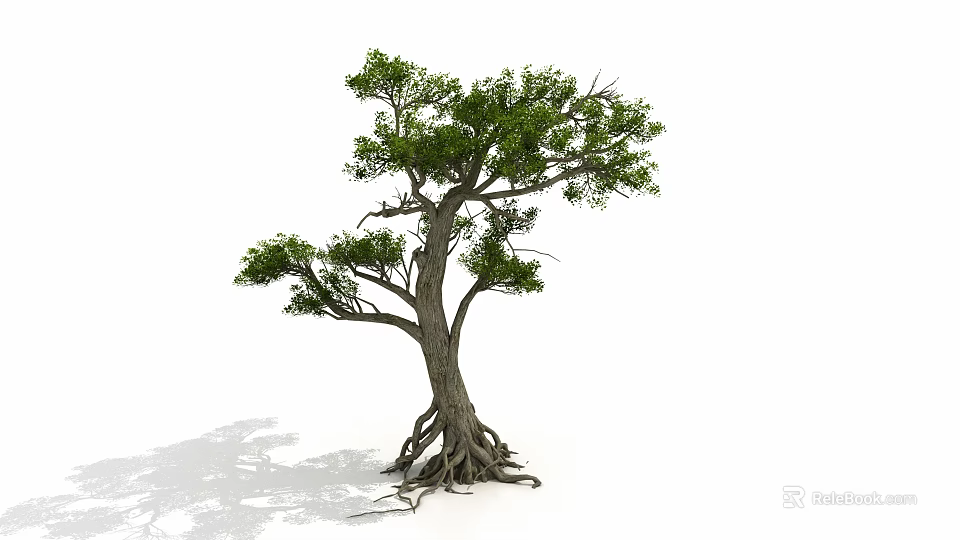 Tall Mature Tree With Developed Roots Thick Trunk And Green Leaves 3d model 