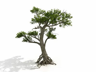 Tall Mature Tree With Developed Roots Thick Trunk And Green Leaves 3d model