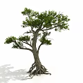 Tall Mature Tree With Developed Roots Thick Trunk And Green Leaves