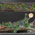 Succulent Bonsai Plants In Wooden Log Planter With Colorful Foliage And Natural Art Decor