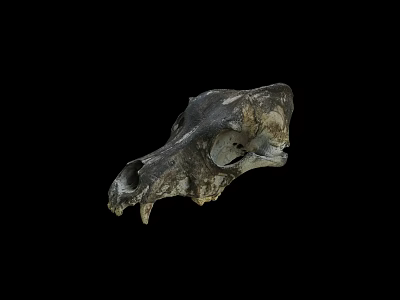 Medical Device Anatomical Animal Skull Model For Veterinary Education Training 3d model