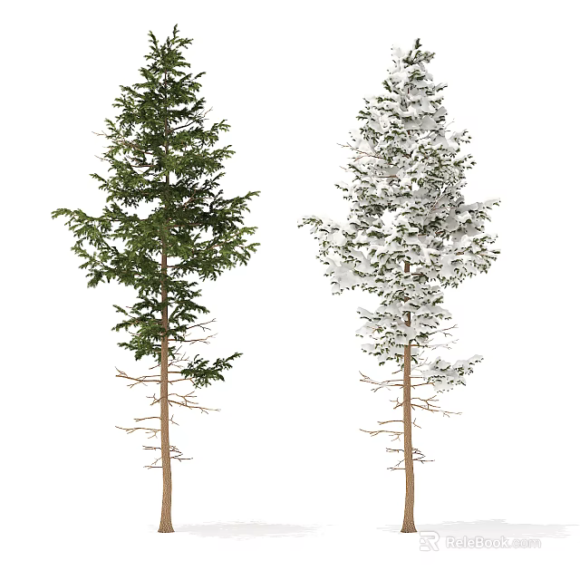 Two Evergreen Trees with Green Foliage and Snow Covered Branches 3d model 