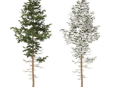 Two Evergreen Trees with Green Foliage and Snow Covered Branches 3d model