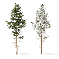 Modern Tree Pine 3d model