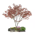 Beautiful Tree Pit With Red Leaf Maple Tree Stones And Colorful Flowers