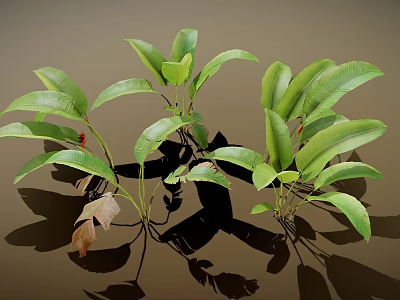 Vibrant Green Leafy Plants Featuring Broad Fresh Leaves and Cast Shadows on Neutral Backdrop 3d model