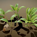 Vibrant Green Leafy Plants Featuring Broad Fresh Leaves and Cast Shadows on Neutral Backdrop