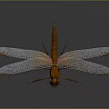 Orange Dragonfly with Transparent Veined Wings and Reflection on Gray Background 3d model