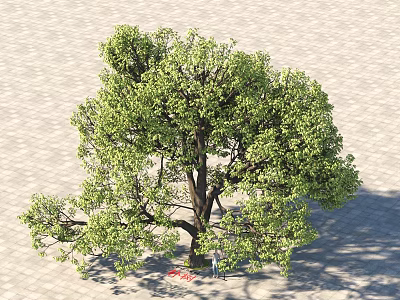 Lush Green Tree With Dense Foliage And Spreading Branches Standing On Paved Ground 3d model