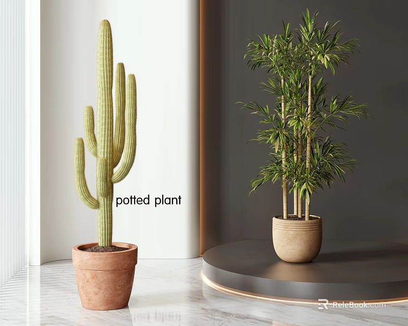 Modern Cactus and Bamboo Potted Plants in Terracotta Pots for Indoor Decor 3d model 
