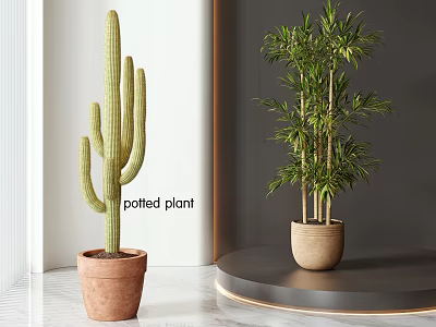 Modern Cactus and Bamboo Potted Plants in Terracotta Pots for Indoor Decor 3d model