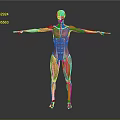 3D Human Muscle Anatomical Structure Model Medical Device for Educational Visualization 3d model