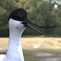 Black and white bird with long beak and legs standing in grassland outdoor setting