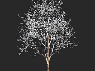 Leafless Tree with Brown Trunk and White Covered Branches against Black Background 3d model