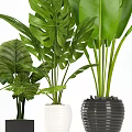Green Leafy Potted Plants With Large Tropical Leaves In Ceramic Planters