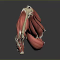 Detailed Human Leg Muscle Anatomy 3D Illustration Showing Muscle And Bone Structure
