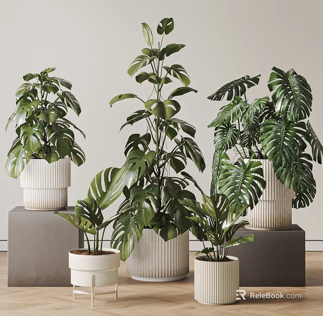 Indoor Monstera Potted Plants in Textured White Pots on Gray Cube Stands 3d model 