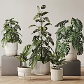 Indoor Monstera Potted Plants in Textured White Pots on Gray Cube Stands